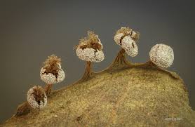 Attēlu rezultāti vaicājumam “Didymium nigripes spores”