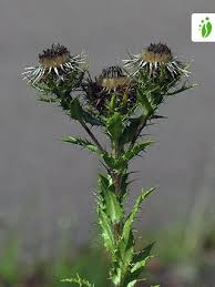 Attēlu rezultāti vaicājumam “Carlina vulgaris”