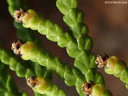 Attēlu rezultāti vaicājumam “Thuja occidentalis flower”