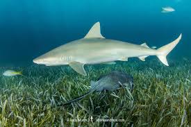 Image result for Carcharhinus acronotus