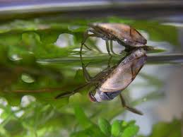 Attēlu rezultāti vaicājumam “Notonecta glauca”