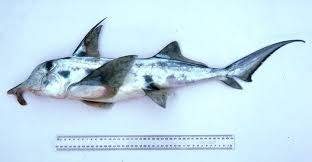 Image result for Callorhinchus capensis
