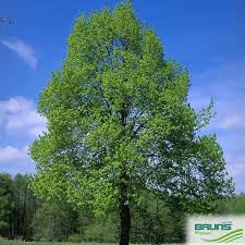 Attēlu rezultāti vaicājumam “Tilia x vulgaris”