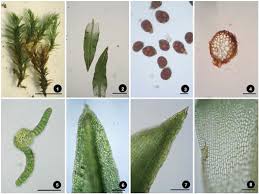 Attēlu rezultāti vaicājumam “Barbula convoluta sporophyte”