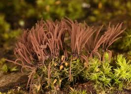 Attēlu rezultāti vaicājumam “Stemonitis splendens stalked”