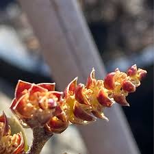 Attēlu rezultāti vaicājumam “Myrica gale male flower”