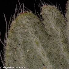 Attēlu rezultāti vaicājumam “Potentilla arenaria leaf”