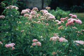 Attēlu rezultāti vaicājumam “Eupatorium cannabinum bud”