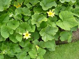 Attēlu rezultāti vaicājumam “Thladiantha dubia leaf”