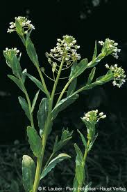 Attēlu rezultāti vaicājumam “Thlaspi arvense”