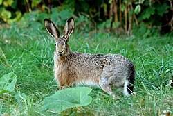 Attēlu rezultāti vaicājumam “Lepus europaeus”