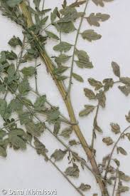 Attēlu rezultāti vaicājumam “Cardamine impatiens leaf”