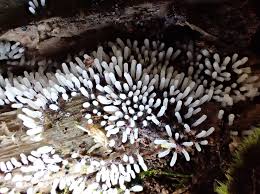 Attēlu rezultāti vaicājumam “Stemonitopsis typhina stalked”