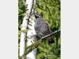 Attēlu rezultāti vaicājumam “Tetrastes bonasia juvenile”