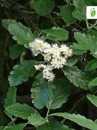 Attēlu rezultāti vaicājumam “Sorbus intermedia”