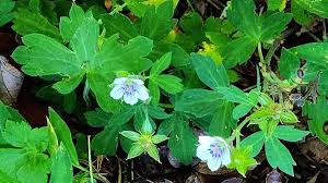 Attēlu rezultāti vaicājumam “Geraniaceae”