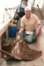 Image result for Dipturus batis