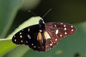 Attēlu rezultāti vaicājumam “Amaurochaete atra macro”