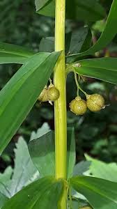 Attēlu rezultāti vaicājumam “Polygonatum verticillatum”