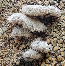 Attēlu rezultāti vaicājumam “Schizophyllum commune”