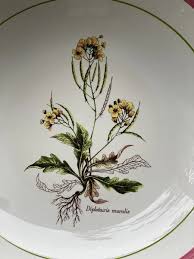 Attēlu rezultāti vaicājumam “Diplotaxis muralis fruit”