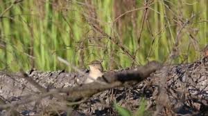Attēlu rezultāti vaicājumam “Hippolais caligata”
