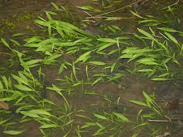 Attēlu rezultāti vaicājumam “Alisma lanceolatum”