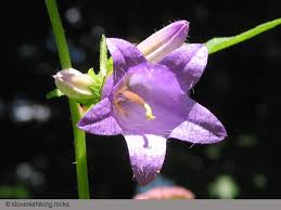 Attēlu rezultāti vaicājumam “Campanula trachelium bud”