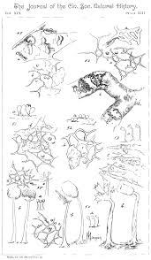 Attēlu rezultāti vaicājumam “Oligonema flavidum spores”