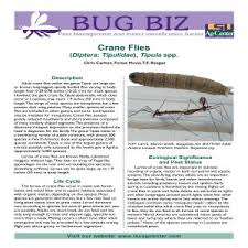 Attēlu rezultāti vaicājumam “Tipulidae”