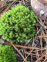 Attēlu rezultāti vaicājumam “Dicranum polysetum sporophyte”