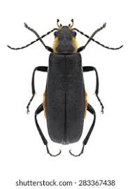 Attēlu rezultāti vaicājumam “Cantharis obscura”