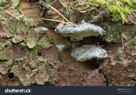 Attēlu rezultāti vaicājumam “Postia caesia”