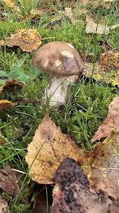 Attēlu rezultāti vaicājumam “Leccinum scabrum”