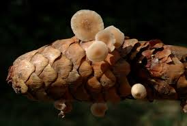 Attēlu rezultāti vaicājumam “Strobilurus esculentus”