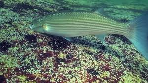 Image result for Liza aurata