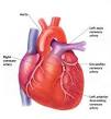 <b>heart disease</b> What People