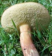 Attēlu rezultāti vaicājumam “Xerocomus rubellus”