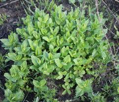 Attēlu rezultāti vaicājumam “Veronica austriaca subsp. teucrium leaf”
