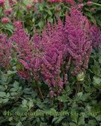 Attēlu rezultāti vaicājumam “Astilbe chinensis bud”
