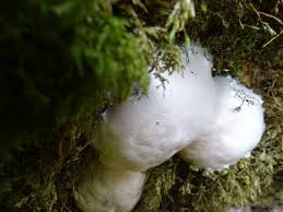 Attēlu rezultāti vaicājumam “Enteridium variabile spores”