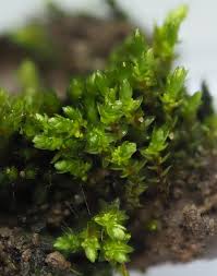 Attēlu rezultāti vaicājumam “Bryum bimum”