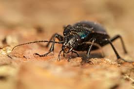 Attēlu rezultāti vaicājumam “Carabus glabratus”