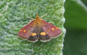 Attēlu rezultāti vaicājumam “Pyrausta aurata”