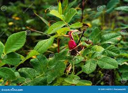 Attēlu rezultāti vaicājumam “Rosa majalis fruit”