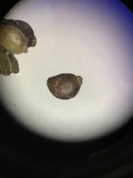 Attēlu rezultāti vaicājumam “Stuckenia filiformis leaf”