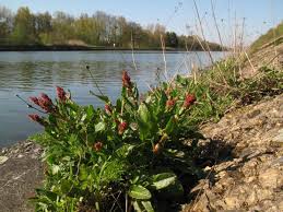 Attēlu rezultāti vaicājumam “Rumex acetosa”