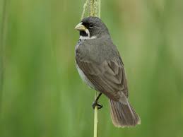 Attēlu rezultāti vaicājumam “Neckera complanata sporophyte”