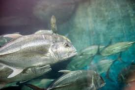 Image result for Caranx hippos