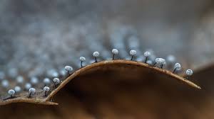 Attēlu rezultāti vaicājumam “Didymium nigripes macro”